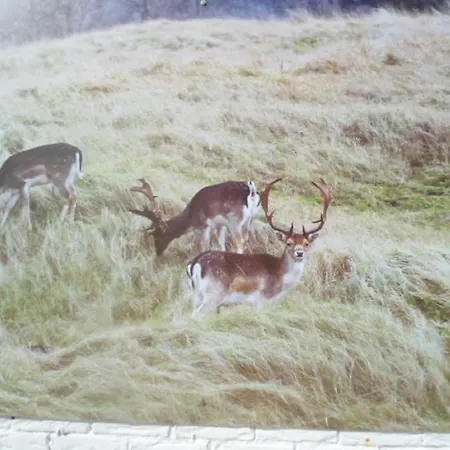 아파트 Halte71 잔드보르트